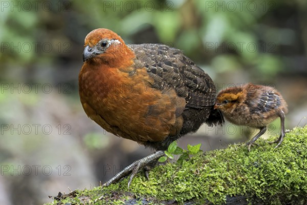 Chestnut Wood-quail (Odontophorus hyperythrus) perched on a branch in Colombia, South America