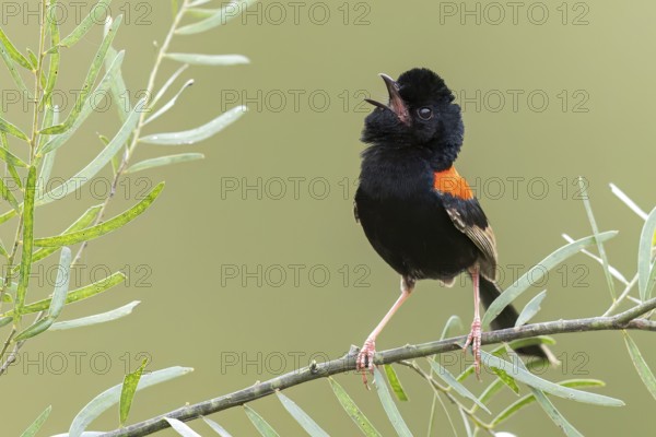 Red-backed Fairywren (Malurus melanocephalus) perched on a branch in eastern Australia