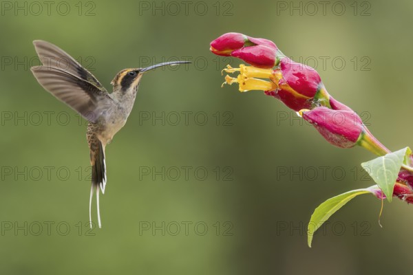 Scale-throated Hermit (Phaethornis eurynome) feeding at a flower in the Atlantic Rainforest of Brazil