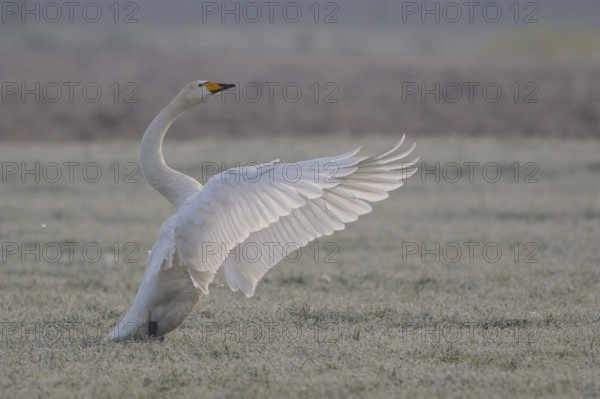 Whooper Swan (Cygnus cygnus) flapping wings, North Rhine-Westphalia, Germany, Europe