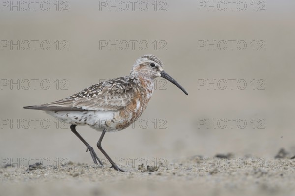 Curlew Sandpiper (Calidris ferruginea) foraging, Mecklenburg-Western Pomerania, Germany, Europe