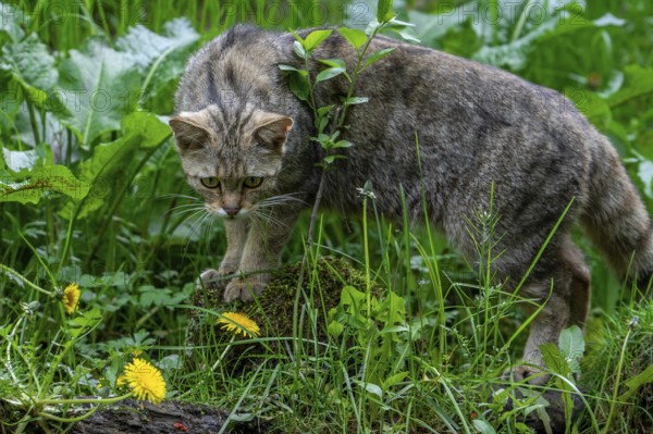 European wildcat, wild cat (Felis silvestris silvestris) foraging in grassland, meadow