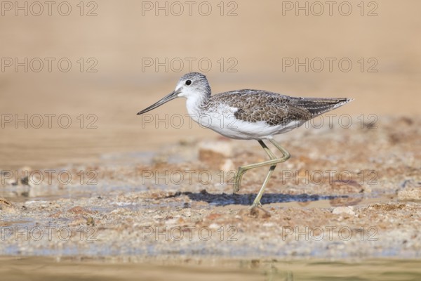 Common Greenshank (Tringa nebularia) foraging, Eilat, Israel, Asia