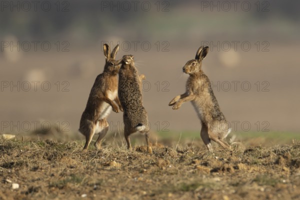 European brown hare (Lepus europaeus) three adult animal hares boxing in a farmland cereal field in spring, England, United Kingdom, Europe
