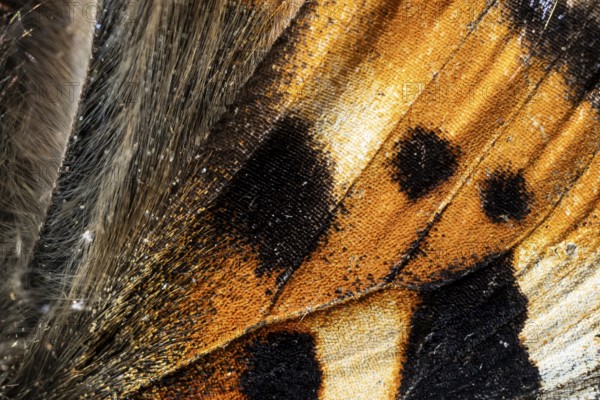 Close-up of a wing of a butterfly, Small tortoiseshell (Aglais urticae, Nymphalis urticae), macro photograph, Tyrol, Austria, Europe
