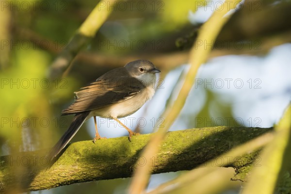 A common whitethroat (Sylvia communis) sitting on a branch covered with green leaves in the sunlight, Hesse, Germany, Europe
