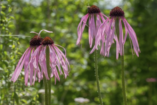 Flowers of the medicinal plant coneflower (Echinacea pallida), Münsterland, North Rhine-Westphalia, Germany, Europe