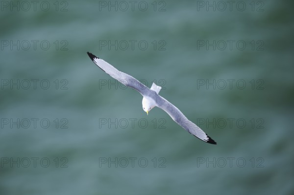 Common gull or sea mew (Larus canus) flying over the sea, wildlife, Helgoland, Germany, Europe