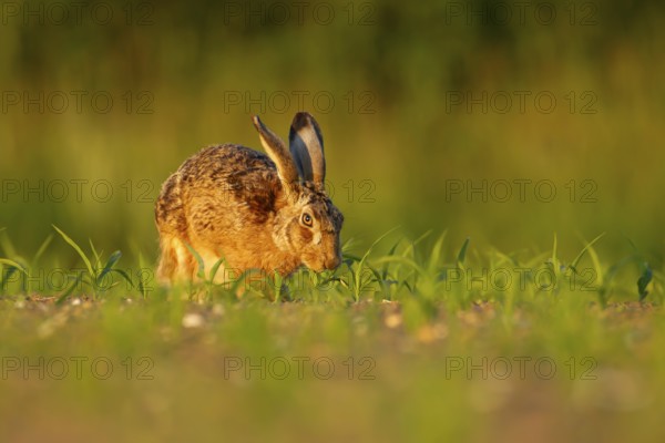 European brown hare (Lepus europaeus) adult animal feeding in a farmland maize field in summer, England, United Kingdom, Europe