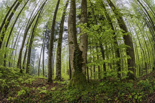 Fisheye perspective, trees, forest, light green leaves, beech forest, spring, Alpine foothills, Bavaria, Germany, Europe