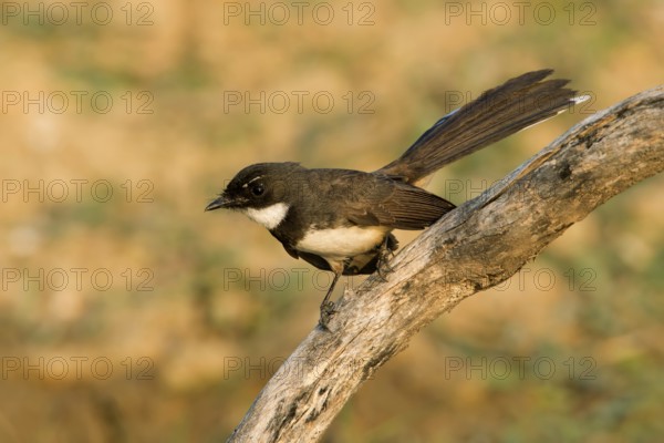 Malaysian Pied Fantail (Rhipidura javanica) perched on a branch, Kaeng Krachan, Thailand, Asia
