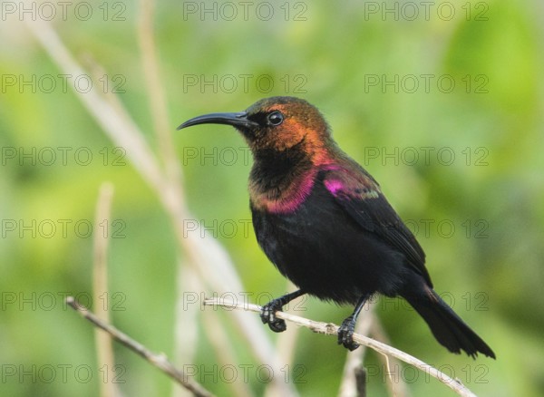 Copper Sunbird (Cinnyris cupreus), Uganda, Africa