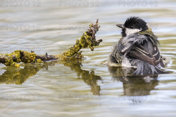 Great Tit (Parus major) bathing at a waterhole, Madrid, Spain, Europe