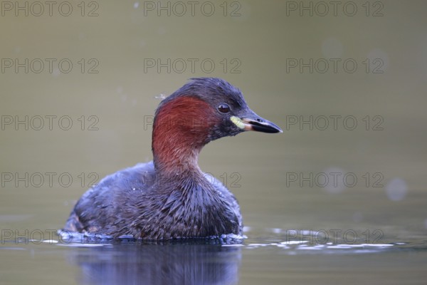 Little Grebe (Tachybaptus ruficollis), North Rhine-Westphalia, Germany, Europe