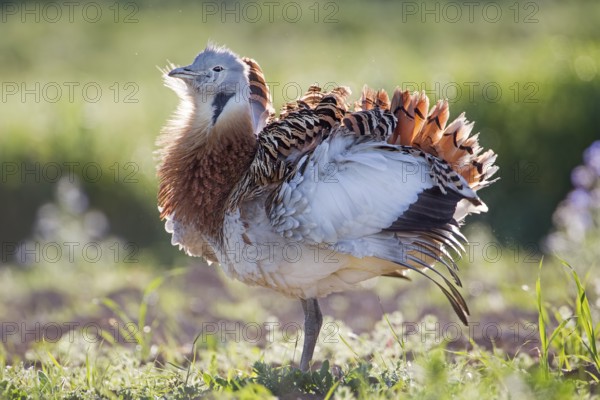 Great Bustard (Otis tarda) male, Extremadura, Spain, Europe