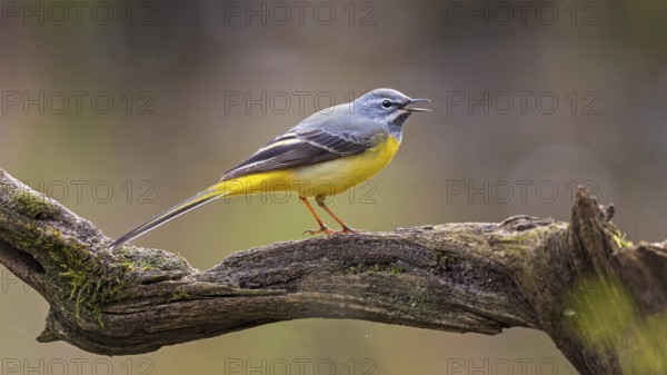 Grey Wagtail (Motacilla cinerea) male singing, Saxony-Anhalt, Germany, Europe