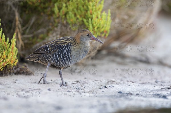 Lewin's Rail (Lewinia pectoralis) male, Victoria, Australia, Oceania