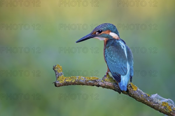 Common Kingfisher (Alcedo atthis) perched on a branch, Saxony-Anhalt, Germany, Europe