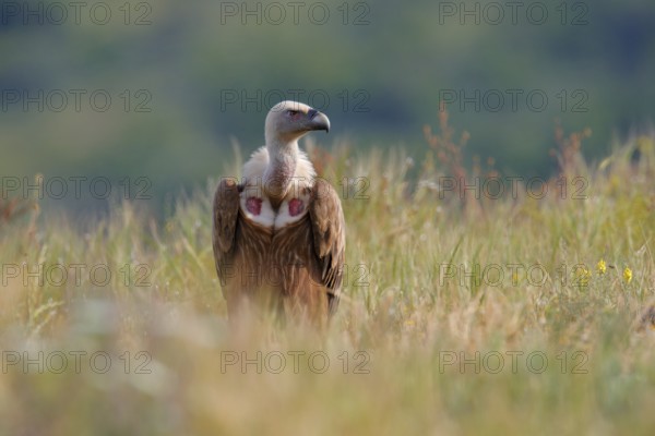 Group of vultures. Griffon Vulture, Gyps fulvus, big birds of prey sitting on rocky mountain, nature habitat, Madzarovo, Bulgaria, Eastern Rhodopes. Wildlife from Balkan. Wildlife scene from nature, Europe