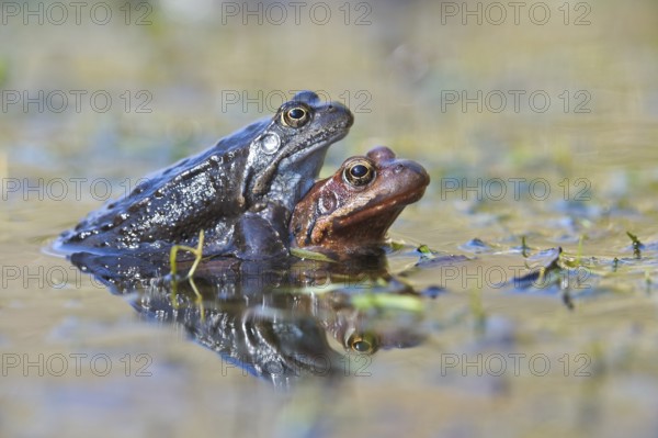 Grasfrosch (Rana temporaria) Grass Frog