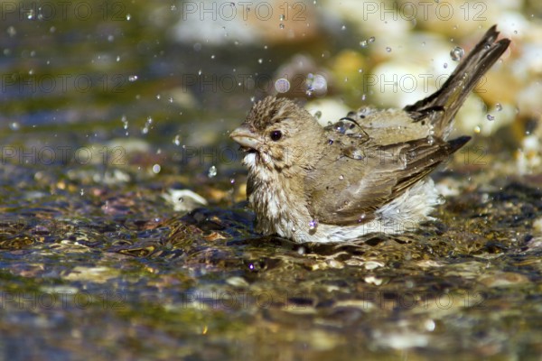 Common Rosefinch (Carpodacus erythrinus) bathing at waterhole, Mecklenburg-Western Pomerania, Germany, Europe