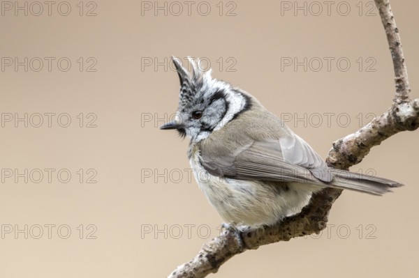 European Crested Tit (Lophophanes cristatus) perched on a branch, Bialowieza National Park, Poland, Europe
