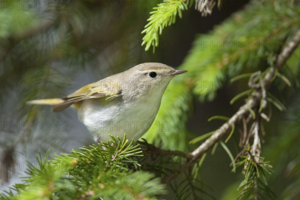 Western Bonelli's Warbler (Phylloscopus bonelli), Bavaria, Germany, Europe