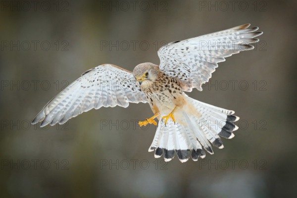 Common Kestrel, Falco tinnunculus, little flying bird of prey, Germany. Bird on the stone wall. Wildlife scene from European nature. Bird in fly. Wildlife scene from nature