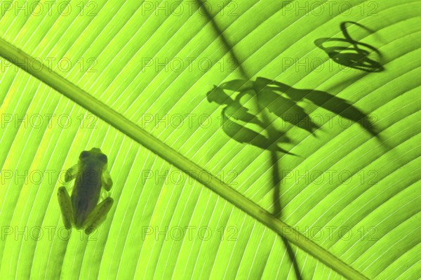An emerald glass frog on a Calathea leaf with vine tendril silhouette