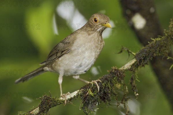Ecuadorian Thrush (Turdus maculirostris), Ecuador, South America