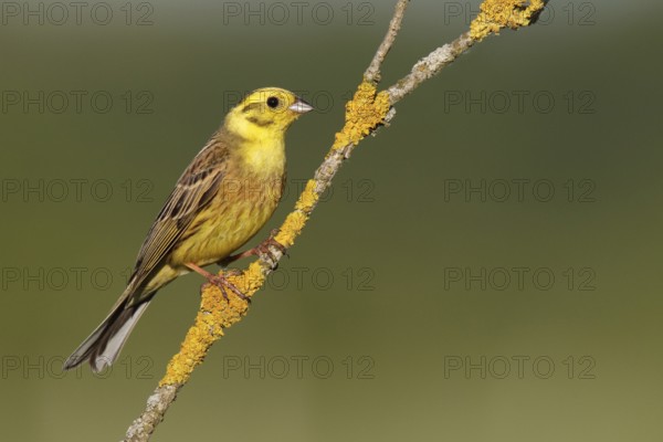 Yellowhammer (Emberiza citrinella), Berlin, Germany, Europe