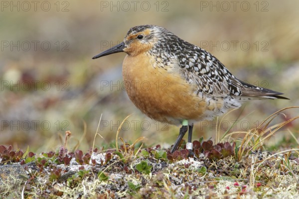 Red Knot (Calidris canutus) perched on the tundra in Nome, Alaska