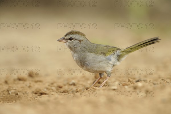 Olive Sparrow (Arremonops rufivirgatus), Texas, USA, North America