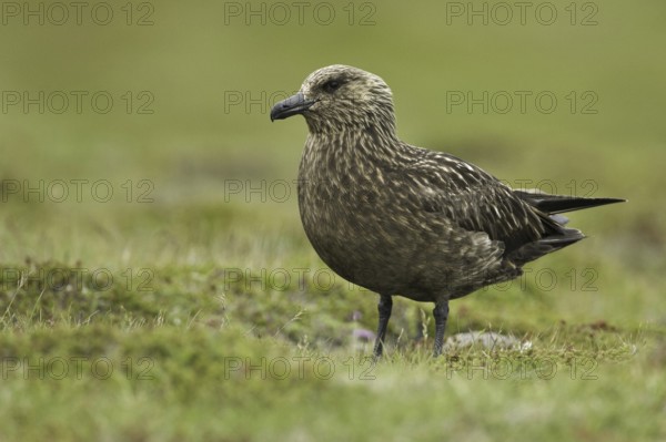 Great Skua (Stercorarius skua), Iceland, Europe