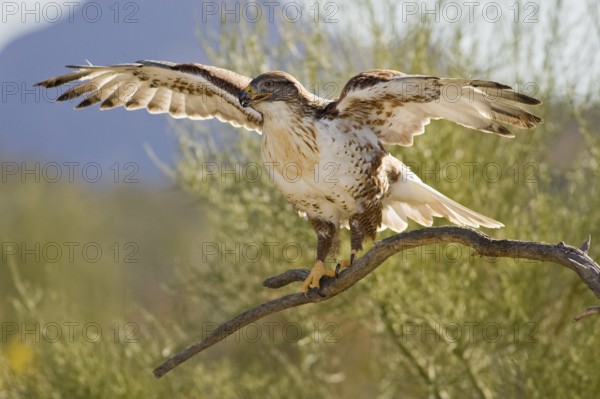 Ferruginous Hawk (Buteo regalis), Arizona, USA, North America