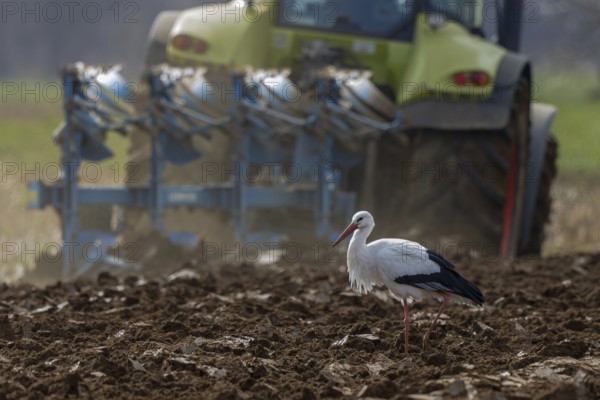 White Stork (Ciconia ciconia) foraging in freshly plowed field, North Rhine-Westphalia, Germany, Europe