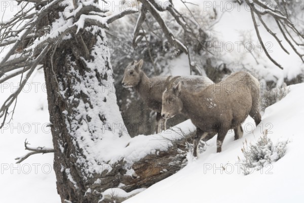 Bighorn Sheep (Ovis canadensis) two females in snowy countryside, Yellowstone National Park, Wyoming, USA, North America