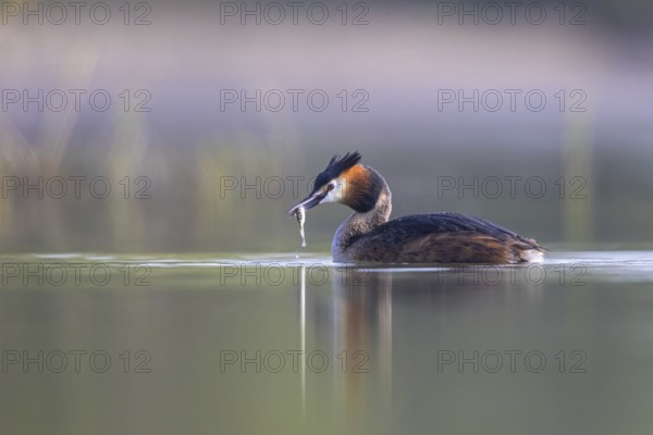 Great Crested Grebe (Podiceps cristatus) with fish prey in its beak, North Rhine-Westphalia, Germany, Europe