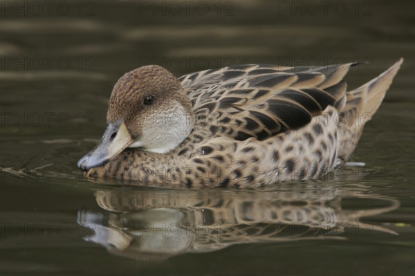 Yellow-billed Pintail (Anas georgica) female, Arizona, USA, North America