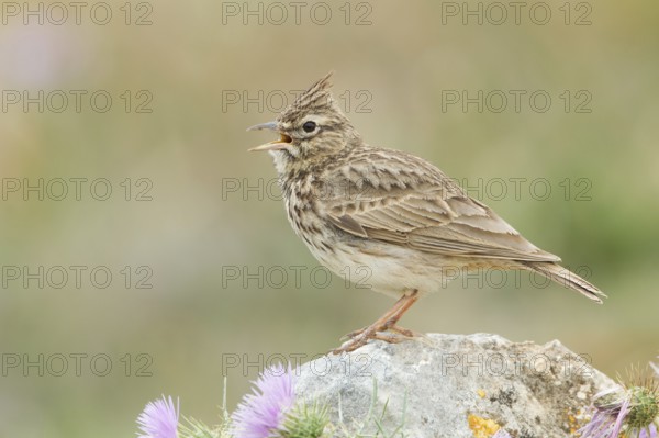 Thekla Lark (Galerida theklae) singing, Mallorca, Spain, Europe