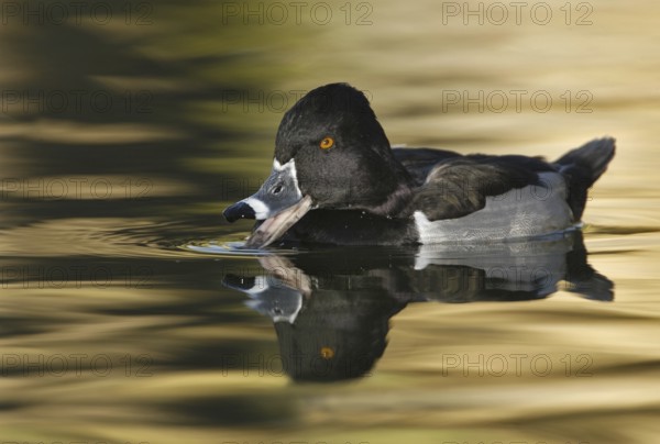 Ring-necked Duck (Aythya collaris) male, Arizona, USA, North America