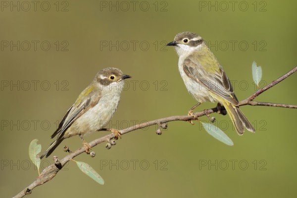 Brown-headed Honeyeater (Melithreptus brevirostris), Victoria, Australia, Oceania