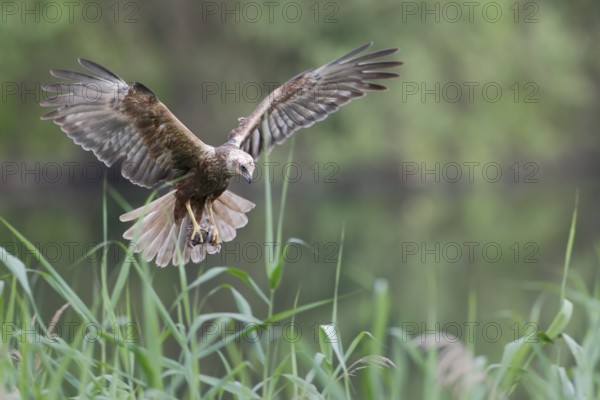 Rohrweihe, lat. Circus aeruginosus, Weibchen, Alterskleid, im Flug mit Beutevogel in den Fängen über dem Schilfufer