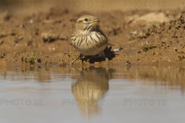 Lesser Short-toed Lark (Alaudala rufescens), Morocco, Africa