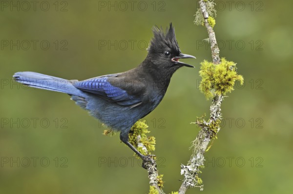 Steller's Jay (Cyanocitta stelleri), British Columbia, Canada, North America