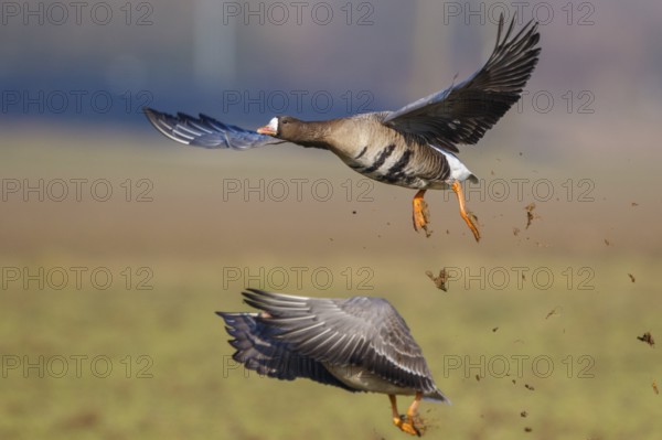 Greater White-fronted Goose (Anser albifrons) flying, North Rhine-Westphalia, Germany, Europe