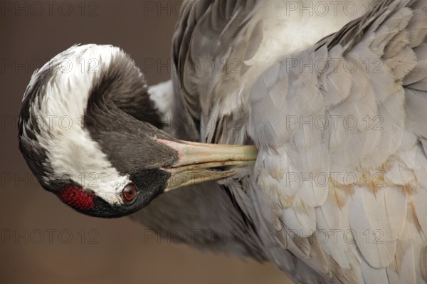 Common Crane, Grus grus, detail portrait, big bird in the nature habitat, Lake Hornborga, Sweden, Europe
