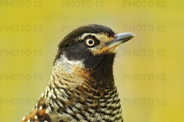 Spotted Laughingthrush, Garrulax ocellatus, Detail portrait of bird. Bird in the nature, close-up portrait. Rare Laughingthrushwith clear background