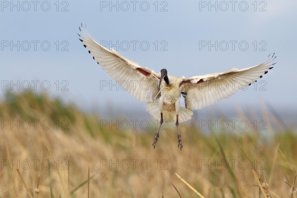 Australian White Ibis (Threskiornis molucca) flying, Victoria, Australia, Oceania