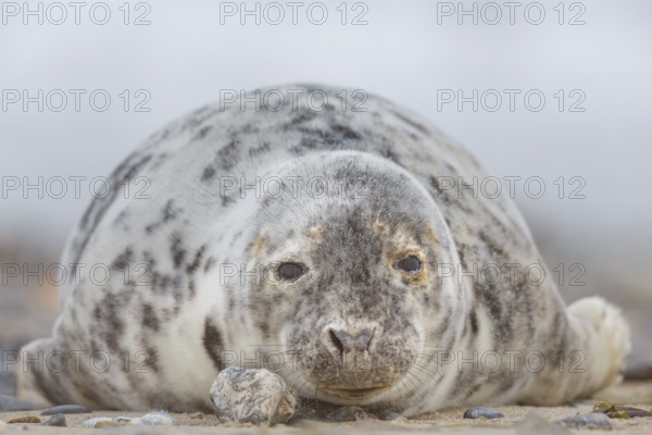 Kegelrobbe, Halichoerus grypus Grey Seal, Halichoerus grypus
